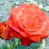 Ярко алые розы - предвестники чистой любви!