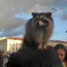 Наездник