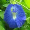 CLITORIA TERNATEA ИЛИ КЛИТОРИЯ ТРОЙЧАТАЯ