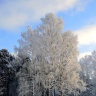 Кисейные барышни