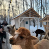 Альпаки Екатеринбурга