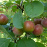 Яблоки