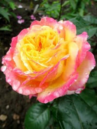 Алла-Rose