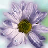 LidyaSh✿⊱╮