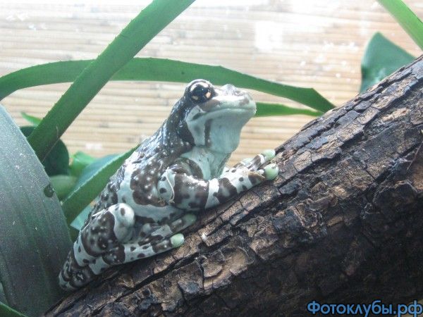Квакша