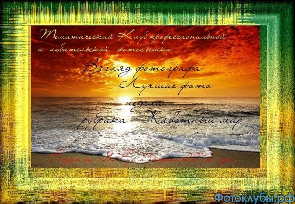 Снежный кот 10.02.2015
