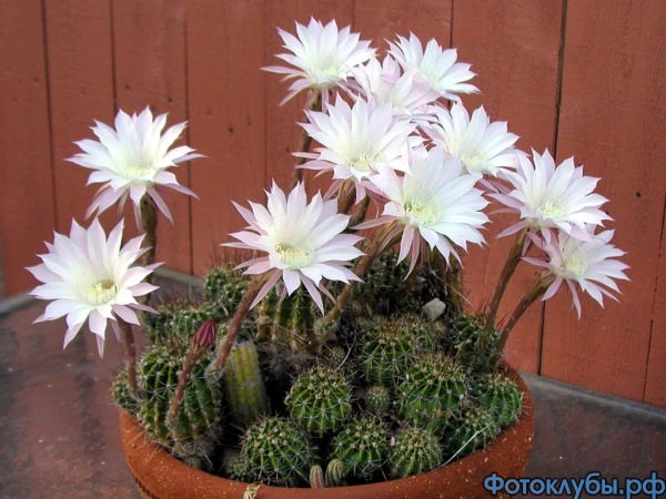 Echinopsis-eyriesii