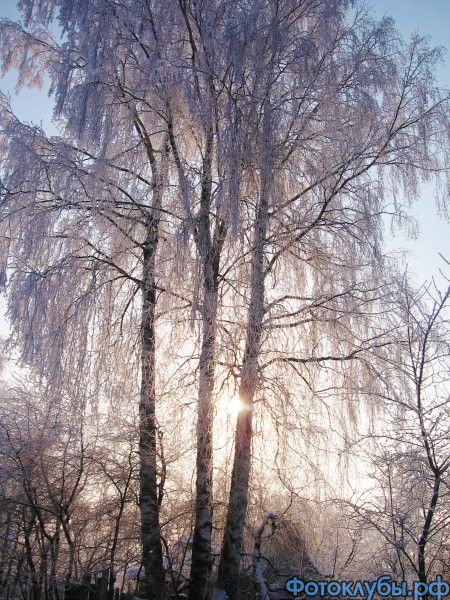 Заплутало солнце в трех березках