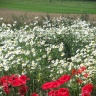 DSCF4480.jpg