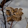 CIMG6474-2.jpg