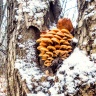 DSCN7642-1.jpg
