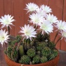 Echinopsis-eyriesii