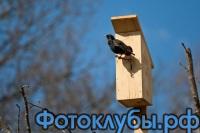Международный день птиц