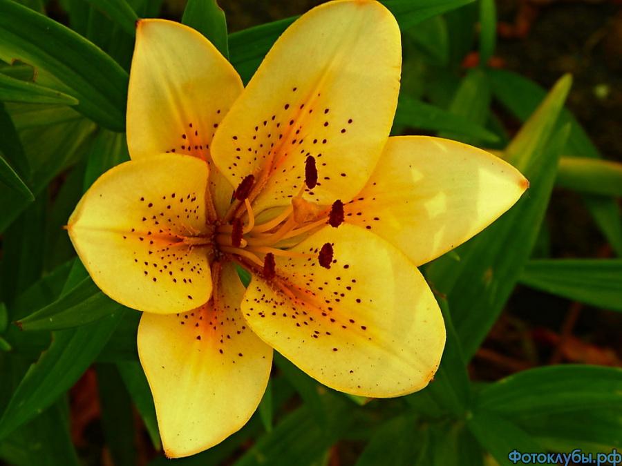 СИМВОЛ ЗАГАДКИ