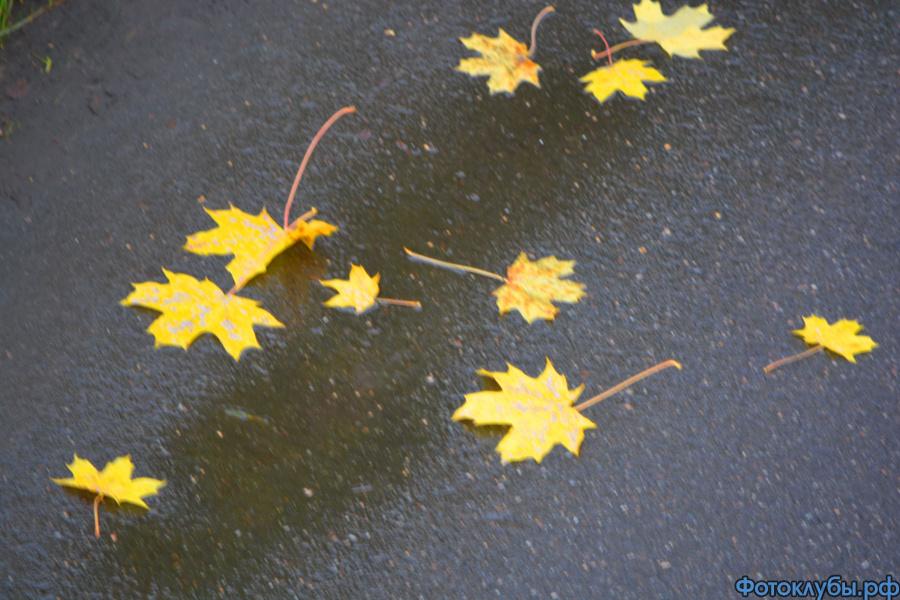 ОСЕНЬ НА АСФАЛЬТЕ