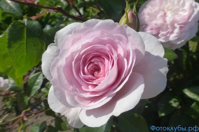 Розовое благоухание