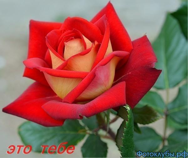 С Днем рождения, Ирина!