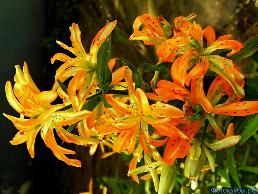 СИМВОЛ ЗАГАДКИ