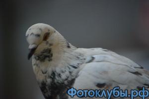 ГОЛУБКА