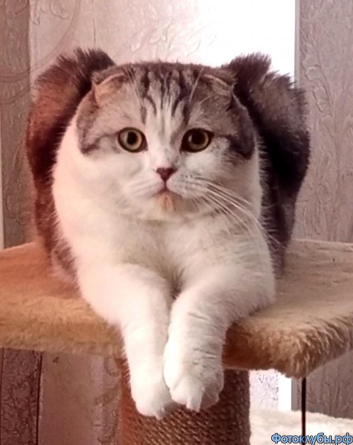 Батончик Марс