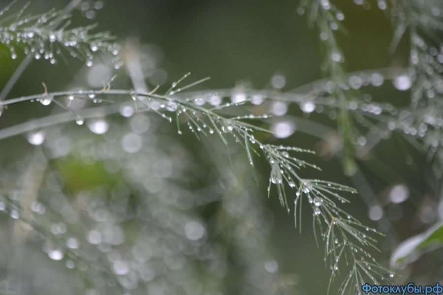 слёзы дождя