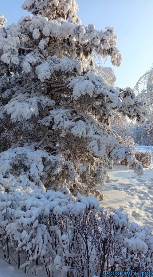 Морозное утро